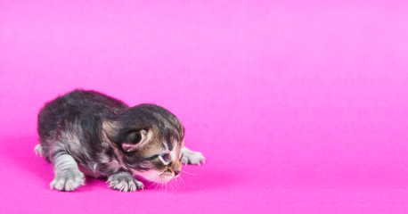 Katzenbaby