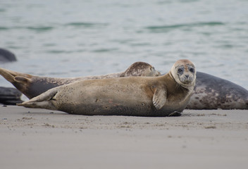 Naklejka premium Seehund am Strand von Helgoland