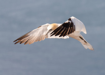 Basstölpel (Morus bassanus) im Flug an der Küste von Helgoland