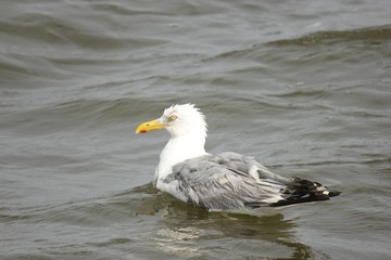 Seagull swimming in water of bay