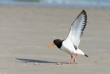 Austernfischer auf Helgoland