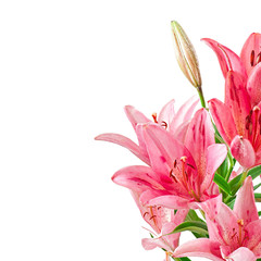 Obraz premium Beautiful pink lily, isolated on white