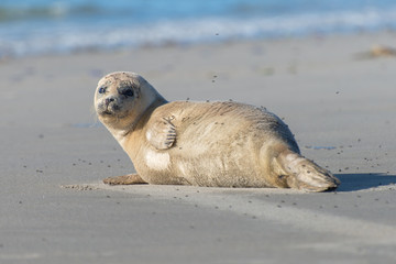 Fototapeta premium Seehund am Strand von Helgoland