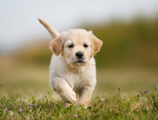 Golden retriever puppy running towards camera