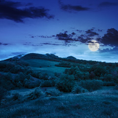 forest near meadow in mountains at night