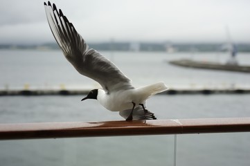 Seagull taking off