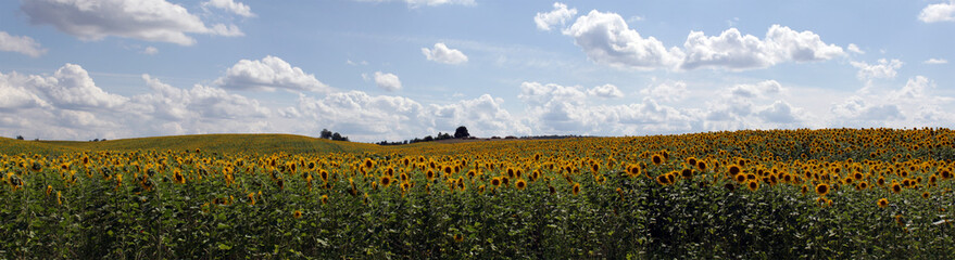 panorama shot of sunflower fields in Ukraine