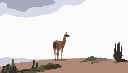 camel guanaco