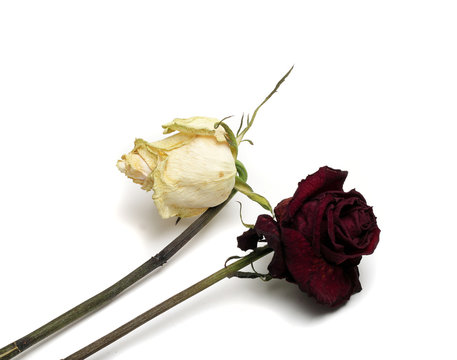 withered roses white and red