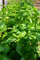 Pied basilic aromate jardin