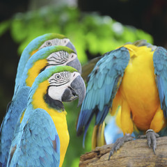 parrot bird sitting on the perch