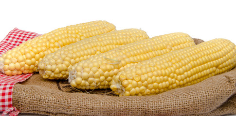 Fresh corn on a burlap bag