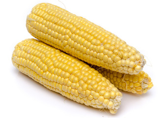 Fresh corn on the cob