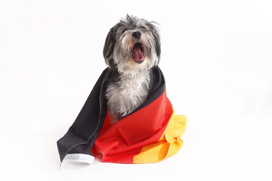 Terrier dog with German flag shout in front of white background