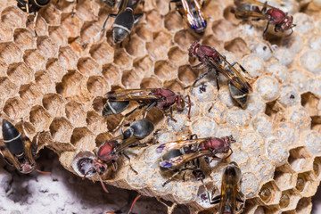 Paper wasp