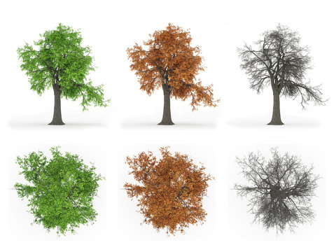 Ash tree year cycle series