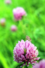 アカツメクサにとまるカメムシ