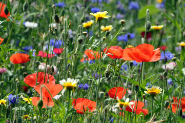 Fototapeta premium Klatschmohn und Kornblumen