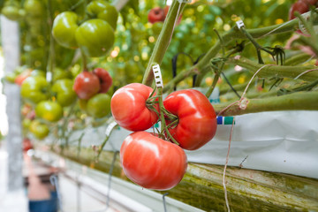 Ripe tomatoes ready to pick in a greenhouse