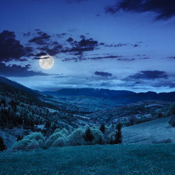 trees near meadow in mountains at night