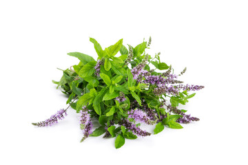 Bunch blooming mint