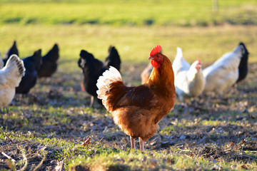 Naklejka premium coq et poules à la ferme en plein air