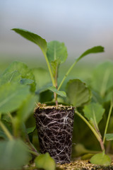 seedlings potted in peat tray
