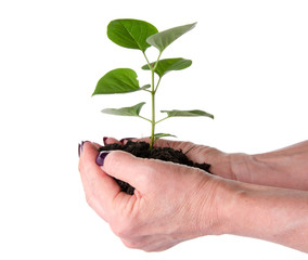 Life and growth concept with human hands holding a green small p