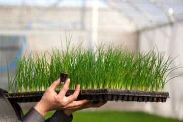 seedlings potted in peat tray