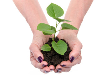 Life and growth concept with human hands holding a green small p