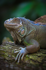 The green iguana