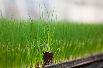 seedlings potted in peat tray