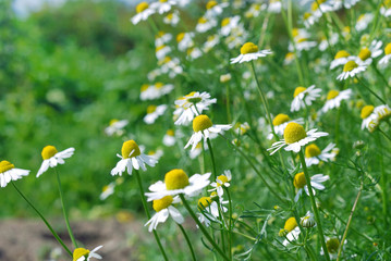 Many flowering daisies in a meadow