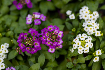 white and purple flowers on green leaves