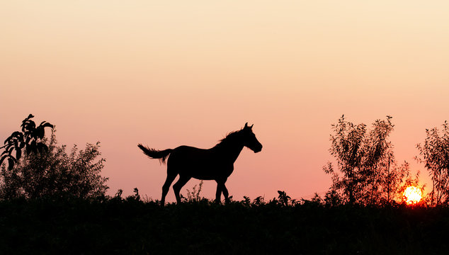 Sunset horse in nature