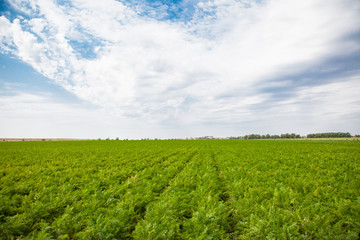 Fototapeta na wymiar Carrots field rows and sky with cloud