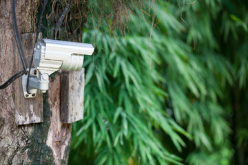 Silver CCTV Camera on the tree