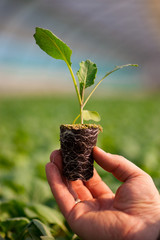 Hand holding seedlings