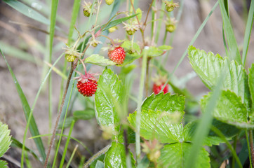 Strawberries on branch