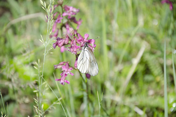 Butterfly on red flower