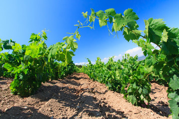 Fototapeta na wymiar view of italian vineyard in spring sunny day