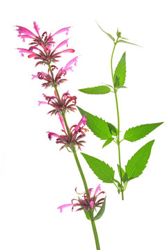 Mexikanischer Riesenysop (Agastache mexicana)