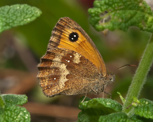 Obraz premium gatekeeper butterfly feeding on mint flowers