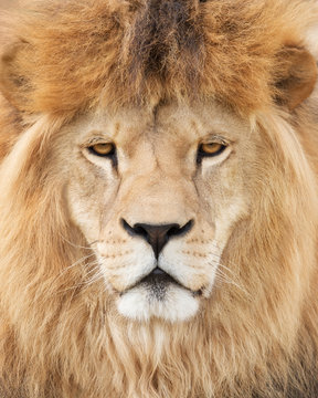 Face of majestic lion