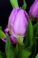 Lavender Tulips