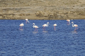 Naklejka premium Flamingos (Phoenicopteridae) auf der Lüderitz-Halbinsel
