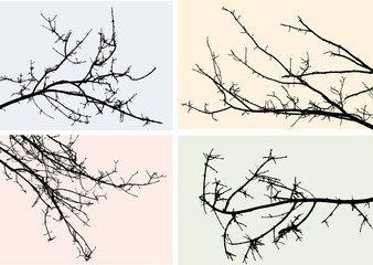 silhouettes of branches © avelksndr