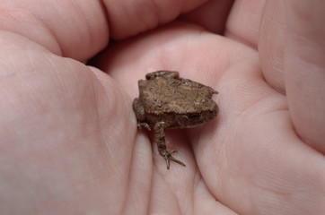 winzige baby Kröte auf Hand