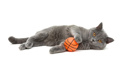 gray cat (breed scottish-straigh) with a ball on a white backgro