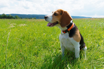 Beagle on a meadow